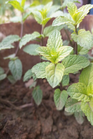 Danish Khan: The Fresh Mint Marvel 🌱