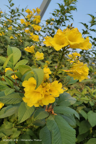 Golden Blooms: Nature's Sunshine 🌼✨