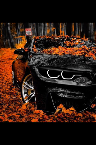 Autumn Elegance: The BM..