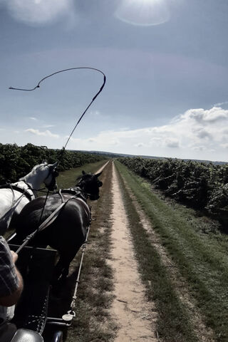 Countryside Adventure: A Scenic Carriage Journey