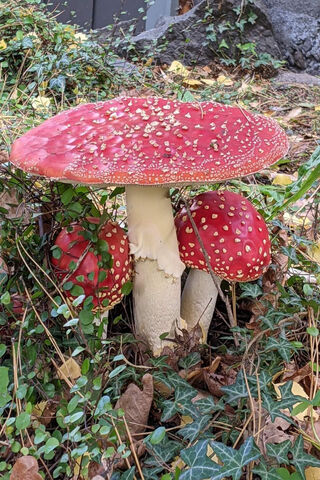 The Enigmatic Amanita Muscaria: Nature's Red Wonder 🍄✨