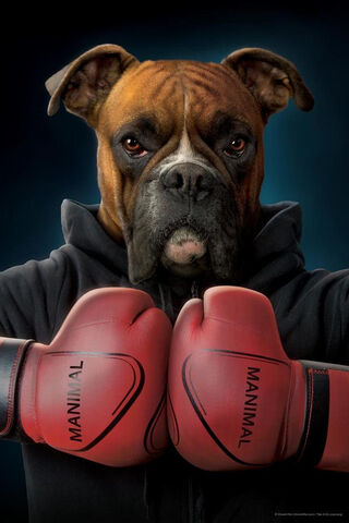 The Champion Canine: Boxer in Action! 🥊🐶