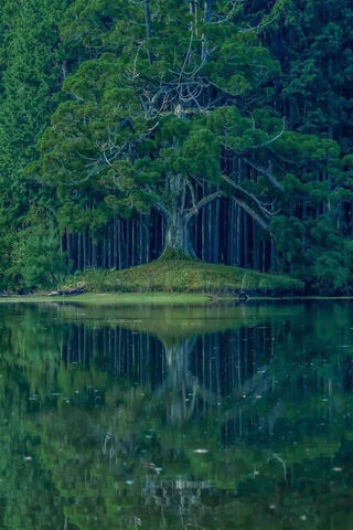 Tanner Foust's Beetle: Nature's Playground 🌳🚗