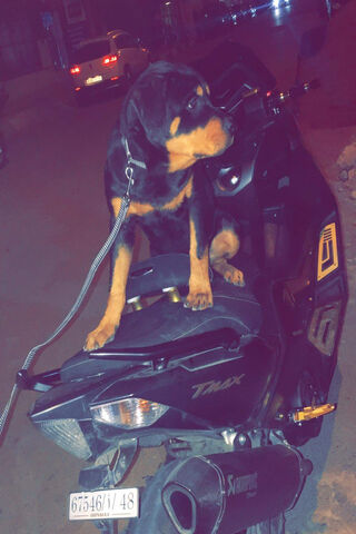 Tmax: The Cool Canine Cruiser 🐾🛵