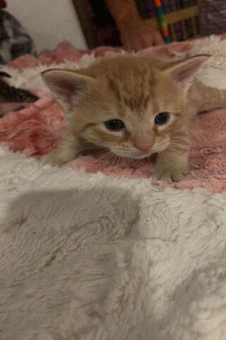 Carmelo the Curious Kitten 🐾
