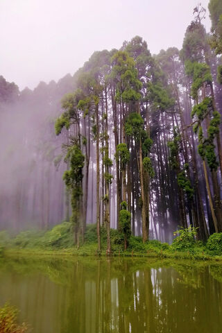 Mystical Reflections: The Enchantment of Vogue Blue 🌲💧
