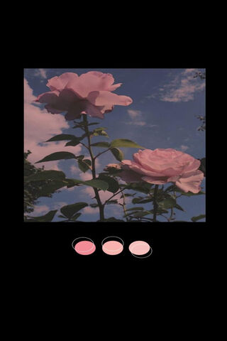 Blossoms of Nostalgia 🌸