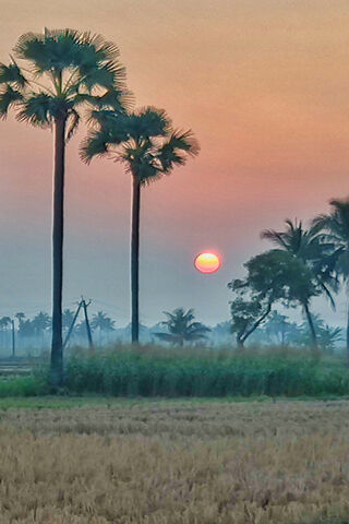 Sunset Serenity Over Agricultural Fields 🌾🌅