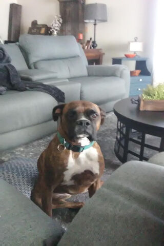 Boxer Buddy: The Loyal Companion 🐾