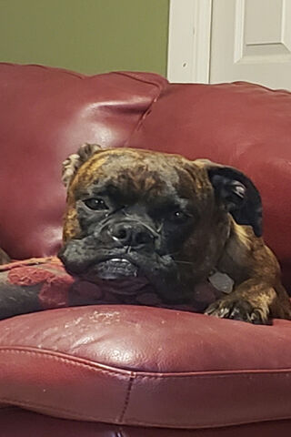 Boxer Bliss: The Couch Potato Champion 🐾