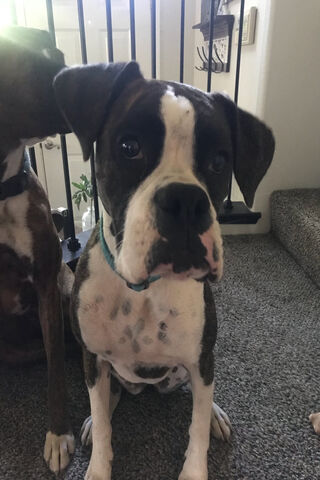 Meet the Charming Boxer 🐾