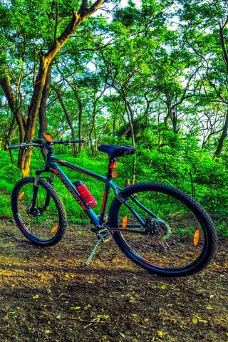 Adventure Awaits: The Cycle Firefox 🚴 🌲