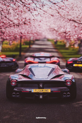 LaFerrari: The Pinnacle of Performance Amidst Cherry Blossoms 🌸🏎️