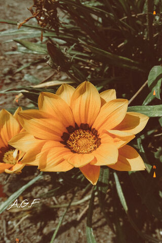 Sun-Kissed Blooms: The Beauty of Flores 🌼✨