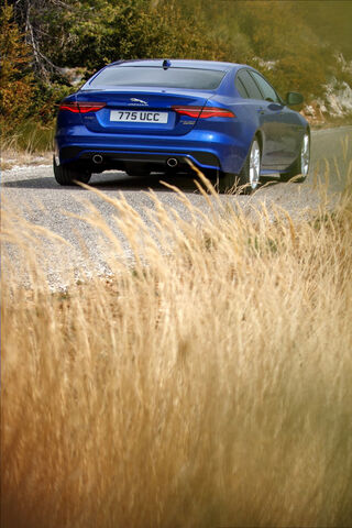 Unleashing the Jaguar: A Drive Through Nature 🌿🚗