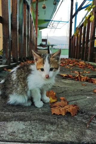 Kedi's Autumn Adventure 🍂🐾