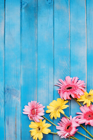 Blooming Beauty: A Colorful Canvas