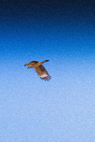 Soaring Serenity: A Lofi Escape 🕊️✨