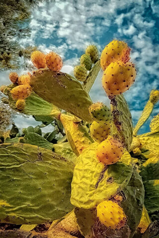 Cactus Countach: Nature's Exotic Beauty 🌵✨