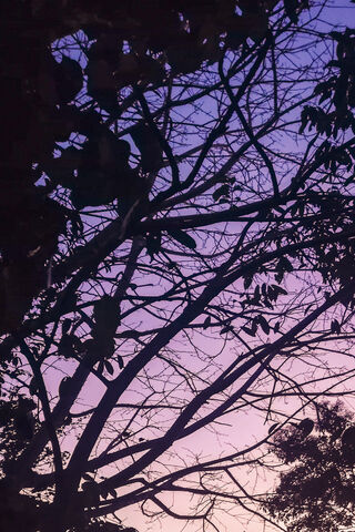 Twilight Whispers of Nicaragua 🌅🌿