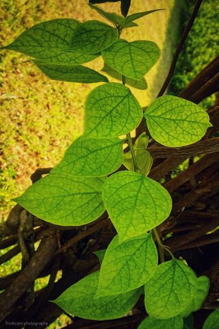 Lush Green Serenity: Nature's Artwork 🌿✨