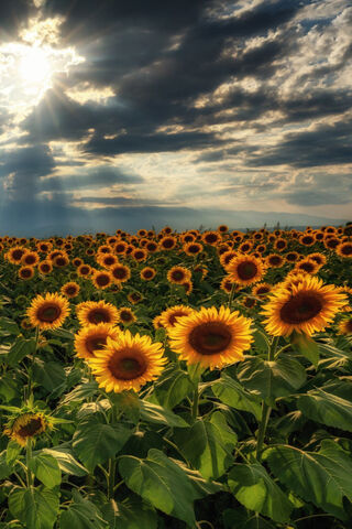 Golden Blooms Under a Dramatic Sky 🌻☁️