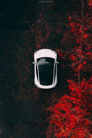 Autumn Elegance: The Tesla Experience 🍂🚗