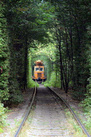 Journey Through the Green Tunnel 🚂🌳