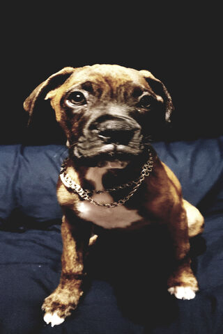Zeus the Fearless Boxer 🐾