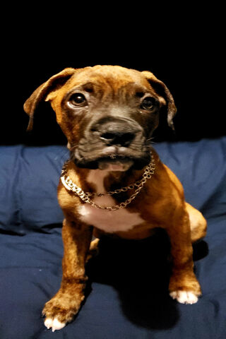 Zeus the Mighty Boxer: A Pup with a Heart of Gold! 🐾✨