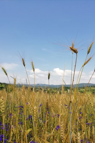 Golden Fields of Psenica: Nature's Bounty 🌾✨