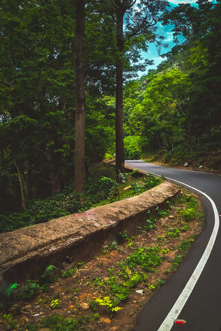 Winding Through Nature's Embrace 🌳🚗