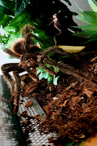 The Majestic Male Tarantula: Nature's Eight-Legged Wonder 🕷️🌿