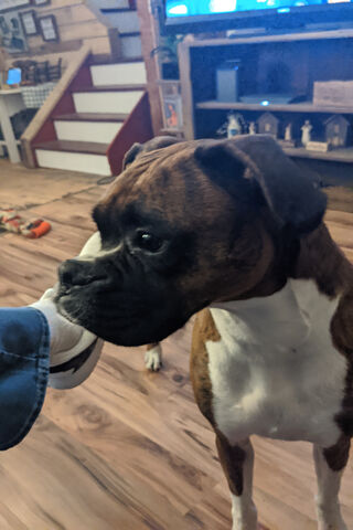 Boxer Buddy: The Loyal Companion 🐾