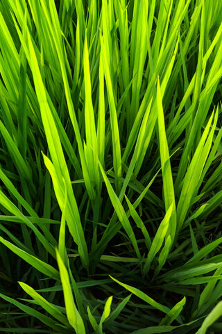 Lush Green Serenity 🌱