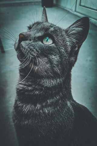 Kedi Wallpaper - Download to your mobile from PHONEKY