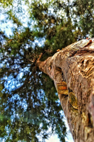 Reaching for the Sky: T..