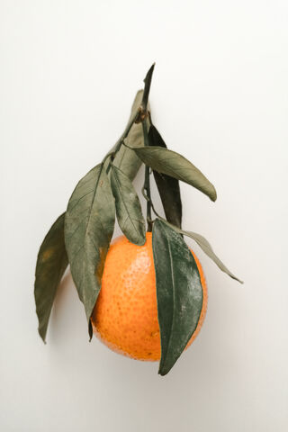 Zesty Delight: The Charm of Citric Fruits 🍊✨