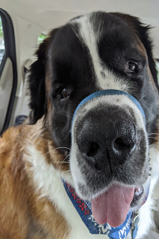 Captain Chill: The Laid-Back Pup 🐾