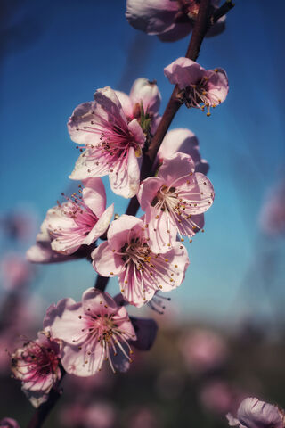 Blossoms of the Celestial Drift