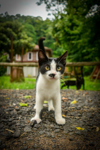 The Charming Stance of Dik Duruşlu Kedi 🐾