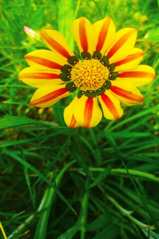 Sunshine Blooms: The Gazania Vikash 🌼☀️