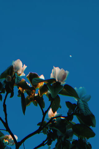 Celestial Blossoms: A Glitch in Nature 🌸✨