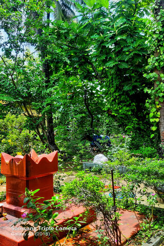 Holy Basil Home Land