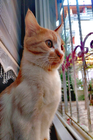 Kedi Hayvan