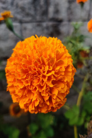 Golden Blooms: The Radiant Marigold 🌼✨