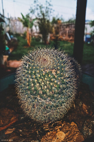 Natural