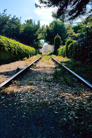 Whispers of the Past: The Old Train Line 🚂🌿