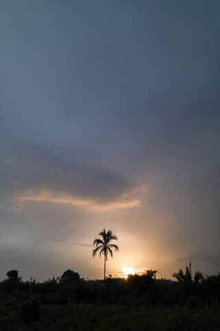 Sunset Serenity: A Tropical Escape 🌅🌴