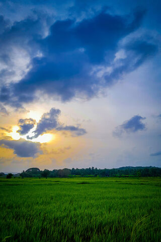 Serenity in Sri Lanka: A Golden Horizon 🌅